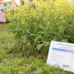 Seeing is believing: Hog manure as fertilizer