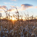 The Ontario corn harvest continues to be a challenge because of snowfall, breakage and high moisture levels.