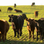 Cattle and pasture help to sequester carbon.