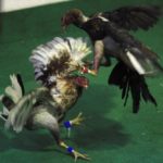 A file photo of roosters at the World Cockfighting Championship in Cali, Colombia on March 22, 2013, an event featuring competitors from Peru, the Dominican Republic, Puerto Rico, Venezuela and Ecuador among other countries. (File photo: Reuters/Jaime Saldarriaga)