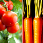 Ontario Processing Vegetable Growers has historically negotiated vegetable pricing on behalf of producers, but this will no longer continue for carrots and tomatoes.