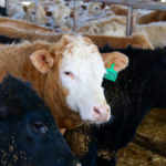 It’s increasingly difficult to find processing capacity for Ontario cattle.