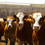 Photo: Canada Beef Inc.