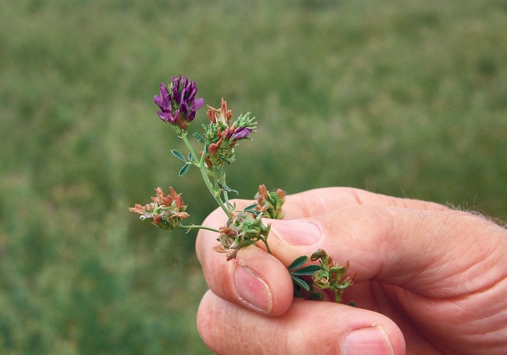 Yield, quality and stand persistence are the most important things about forage, an agronomist says.