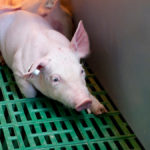 Ontario research has found that use of antimicrobial medications has decreased significantly over five years on a per pig basis.