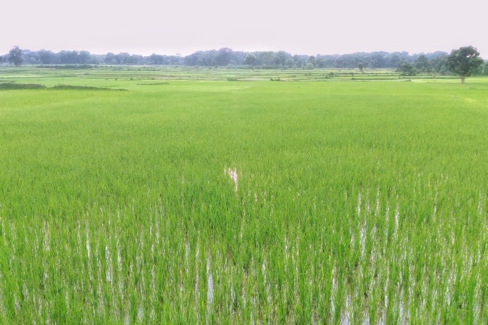 File photo of fields during monsoon in India. (Shubham Singh/iStock/Getty Images)
