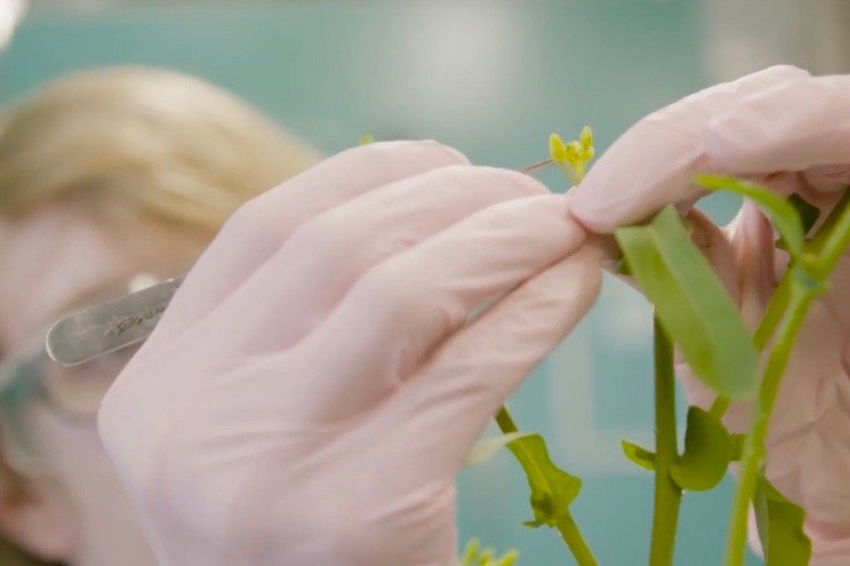 Corteva Agriscience, which spun off from the merged Dow and DuPont in 2019, got its canola seed breeding lab and research station in Saskatoon from the Dow AgroSciences end of the merger. (Video screengrab from Corteva.ca)
