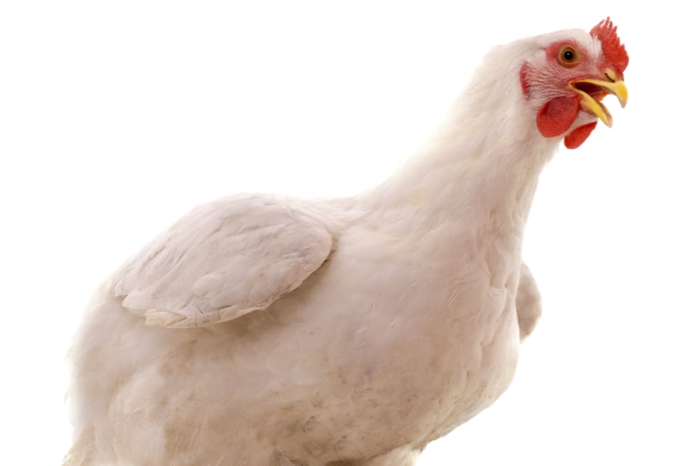 “Ninety to 95 per cent of eggs are laid in a nest. It takes a pretty bad nest for them not to use it. There has to be something very aversive about the nest for the birds to lay in a cage or on the floor.” – Dr. Mike Petrik.