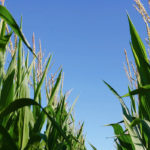 Corn matured late on many Ontario farmers in 2019.