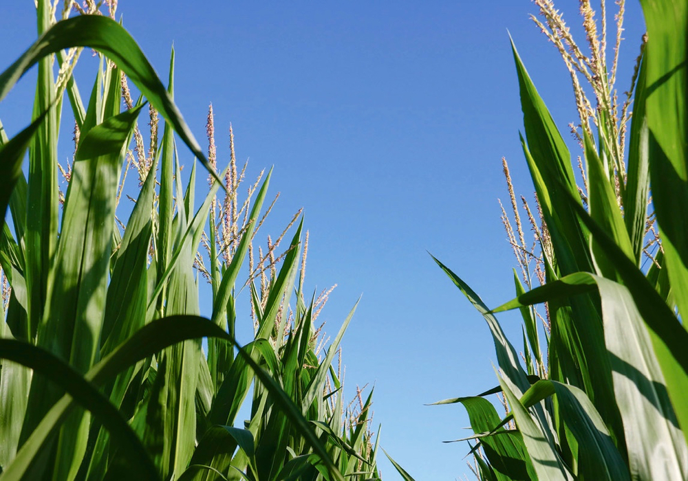 Corn matured late on many Ontario farmers in 2019.