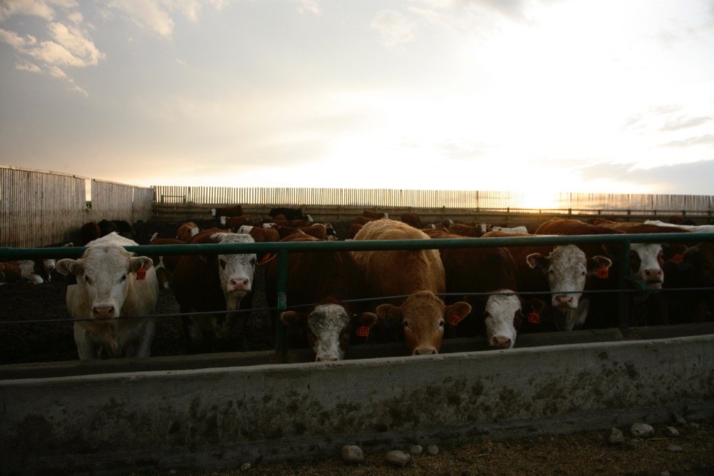 (Photo courtesy Canada Beef Inc.)

