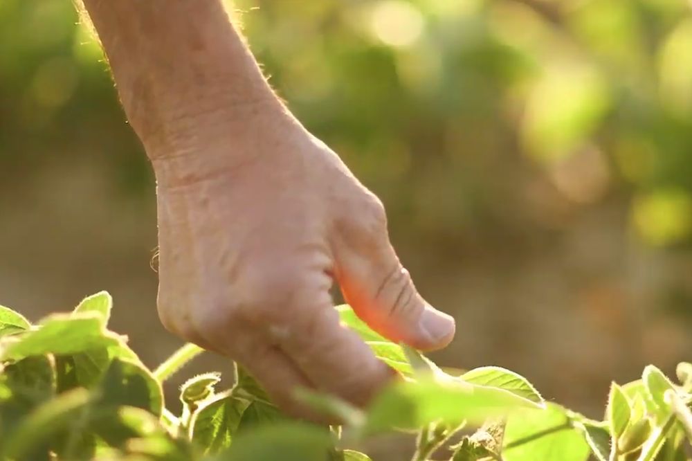 (Merschman Seeds video screengrab via YouTube)
