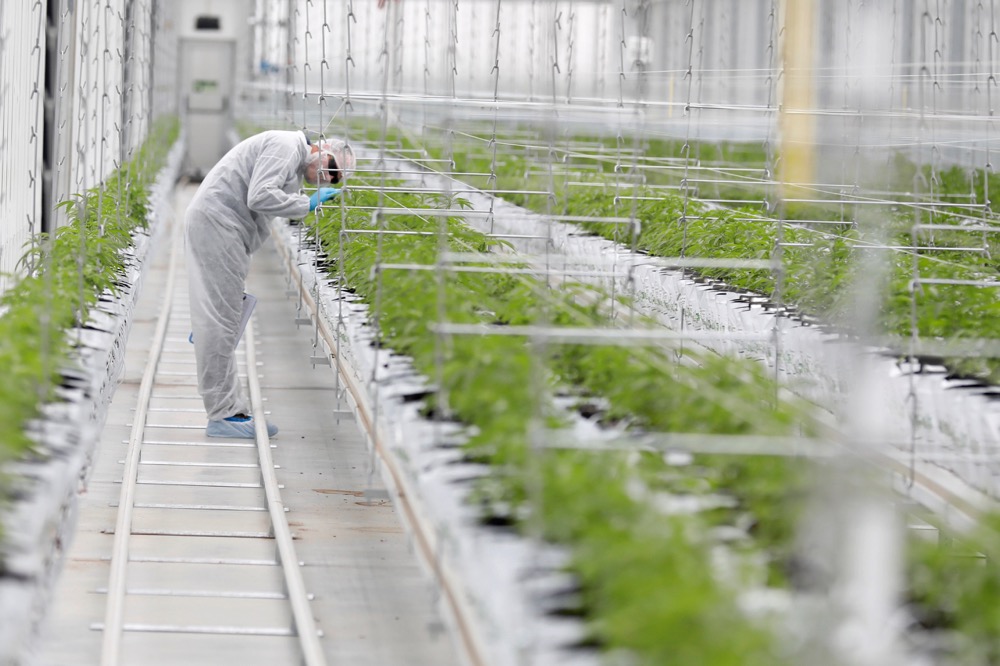 File photo of a worker checking cannabis plants at a Tilray factory hothouse at Cantanhede, about 220 km north of Lisbon, on April 24, 2019. (Photo: Reuters/Rafael Marchante)
