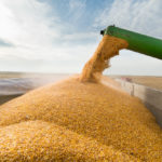 Ontario corn prices have held above world values.