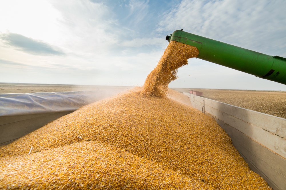 Ontario corn prices have held above world values.
