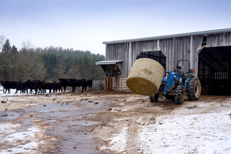 Lowering winter beef cow feed costs Farmtario