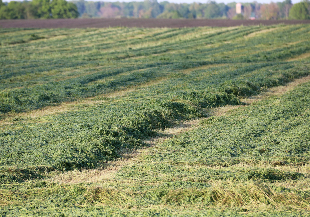 Moving more land into hay and pasture can make organic transition easier.