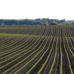 Corn is 30 to 40 per cent of most farmers’ acreage and achieving consistent, profitable yield is important to farm financial health.