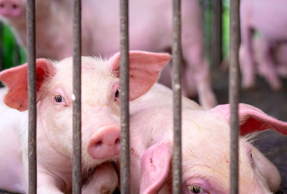There’s international and cross-Canada work being done to plan for a potential outbreak of ASF.