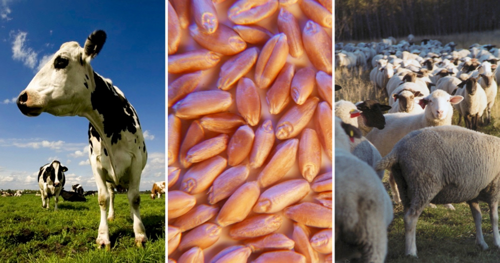 Editorial: National voices in agriculture sectors should be a priority