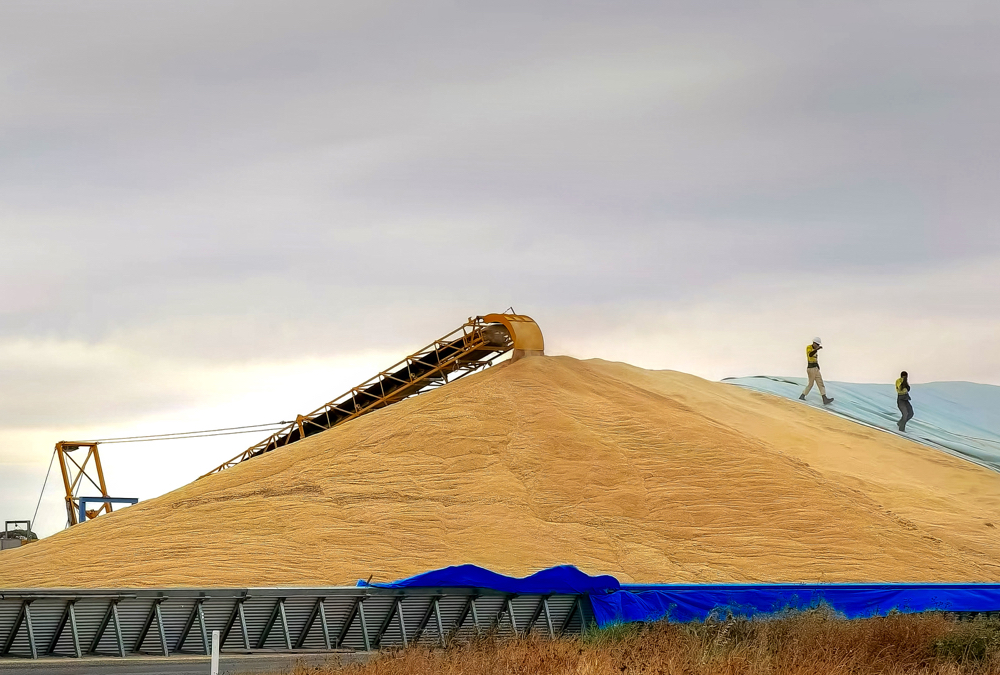 Wheat is piled after harvest in Australia.