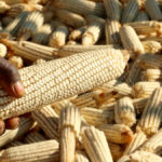 Resettled farmer Stanford Mandizha holds a maize cob grown on his six hectare farm near Chinhoyi, Zimbabwe, July 26, 2017.