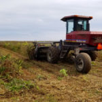 Sometimes soybeans have to be swathed if there is too much green material.