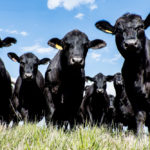 Growing Ontario’s cattle herd has to start with increasing demand.