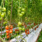 Dairy farmers could learn from greenhouse growers about recycling nutrients and materials.