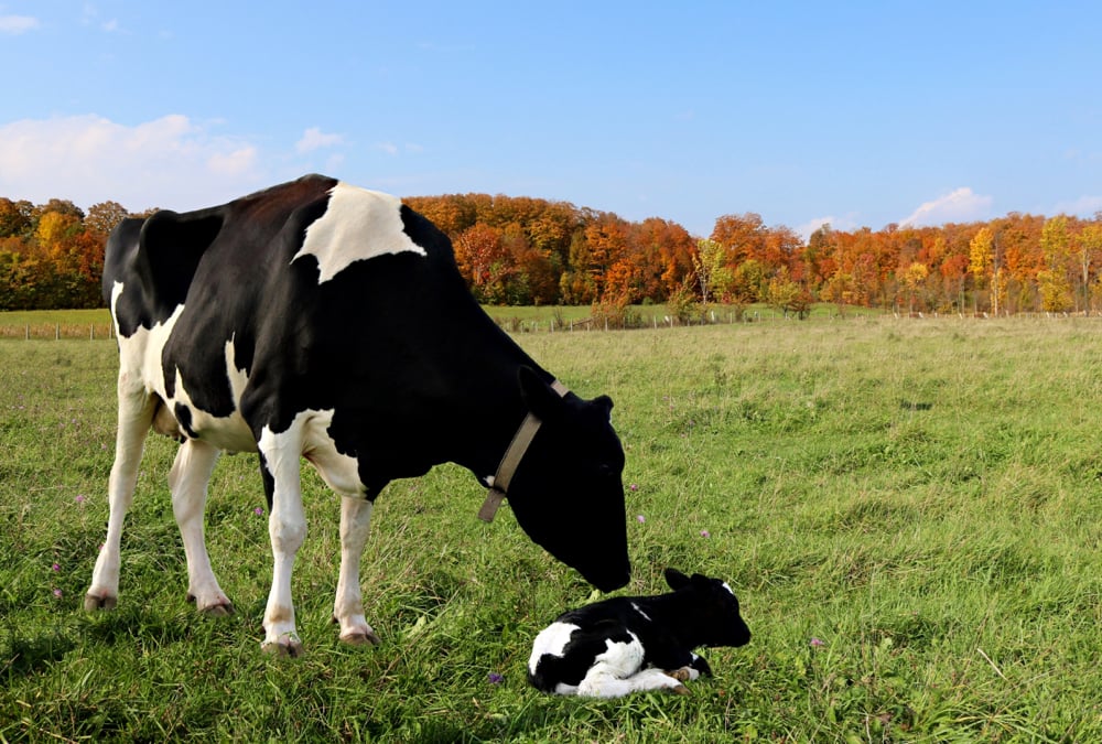 Cows develop problems with ketosis most soon after calving.