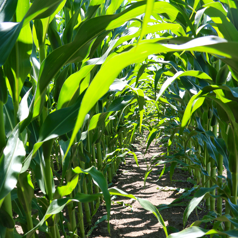 More prolonged release of nitrogen can help corn better use the fertilizer.