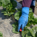 A seasonal farm worker picks strawberries.