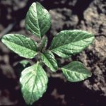 The new formulation aims to provide early season control of broadleaf weeds such as pigweed and many more.