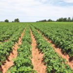 Potato fungicide restrictions will lead to more expensive application options.