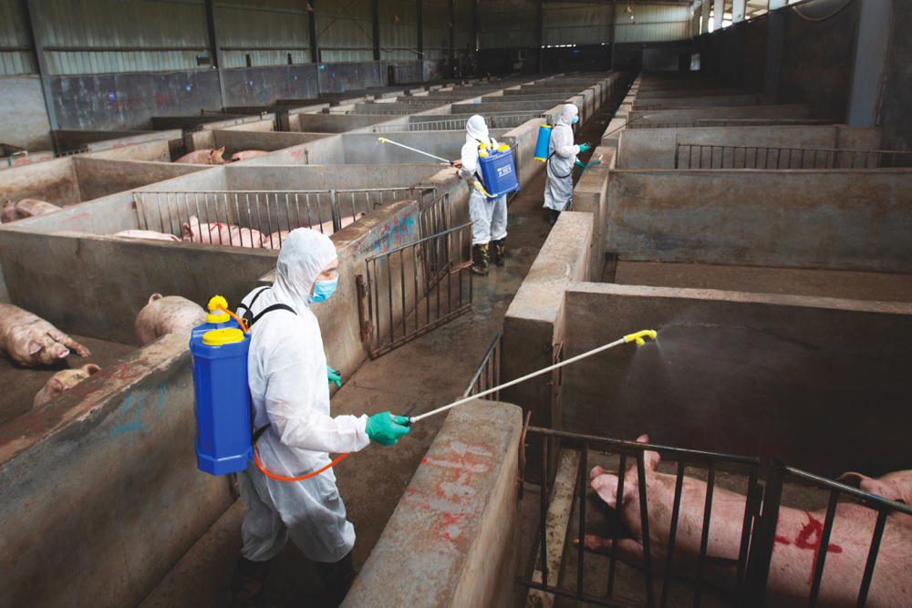 Workers in protective suits disinfect a pig farm as a prevention measure for African swine fever, in Jinhua, Zhejiang province, China. 