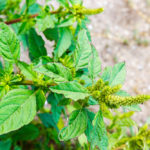Herbicide-resistant redroot pigweed continues to spread.