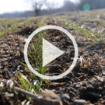 VIDEO: Wet spring challenges later-planted wheat