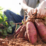 Challenges getting enough seasonal agriculture workers in the country means there’s a need for more Canadians to work on farms.