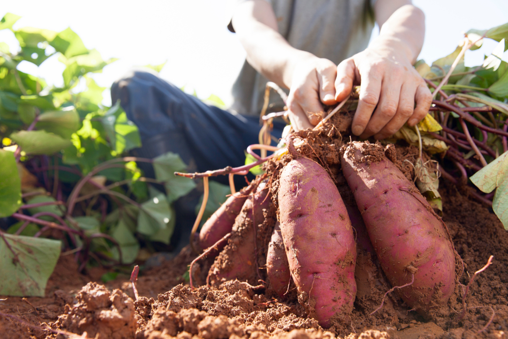 Challenges getting enough seasonal agriculture workers in the country means there’s a need for more Canadians to work on farms.