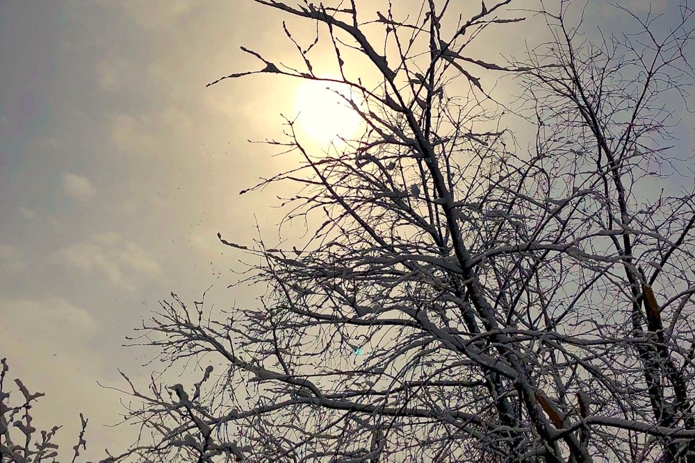 Fresh snowfall in Winnipeg’s Fort Rouge area on April 8, 2020. (GFM Staff)
