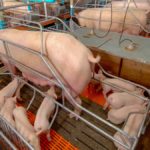 Pigs are the most likely farm animal to be susceptible to COVID-19 because the DNA makeup of the virus makes it more likely to bind to pig cells.