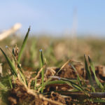 Wheat plants are greening up across the province and generally looking healthy, such as in this field in Middlesex County on a recent dewy morning.
