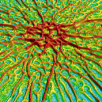 Sticky patches of bacteria called biofilms often form intricate, starburst-like patterns as they grow.