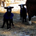 A visit to Ferme Fiola Farm