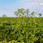 Waterhemp is a cross-pollinating species, which improves its ability to develop herbicide resistance.