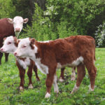 Establishing cost of production for pastures means figuring out what the land is worth for rent.
