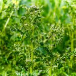 Canada thistle usually needs to be controlled by using multiple products.