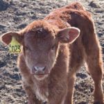 Research shows curious calves retain that trait.