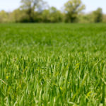 In the near term, Ontario wheat is trading at a premium, but that could change with new crop wheat closer to harvest.