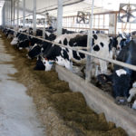 Feed is one of the largest costs on farms and a feed efficiency index will help farmers make better genetic decisions.